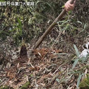 厦门军营村清明节迎来一波旅游小高峰，挖笋活动最受欢迎