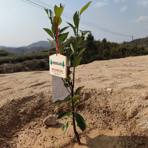 在厦门云端种下春天：军营村高山植树节邀您共绘生态画卷