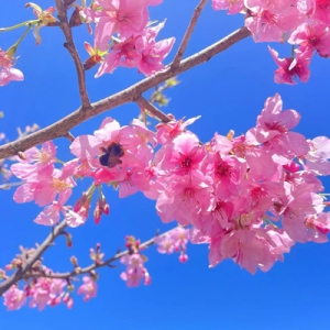 厦门军营村2025高山植树节活动可以报名了，适合研学、亲子、个人、团队参加 ...