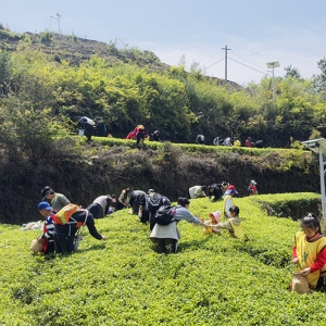 厦门军营村：清明假期亲子研学热，茶山竹海间涌动亲子春趣 ...