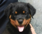 【代发】厦门罗威纳出纯种幼犬，大型犬罗威纳狗狗 狗场繁殖