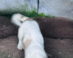 同安小土狗免费领养