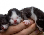 小黑猫免费领养啦