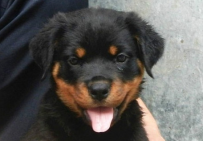 【代发】厦门罗威纳出纯种幼犬，大型犬罗威纳狗狗 狗场繁殖