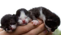 小黑猫免费领养啦
